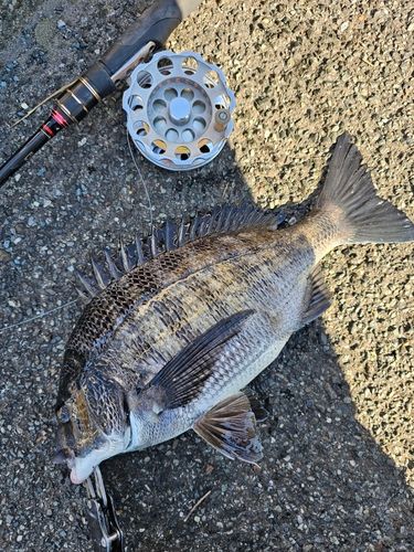 クロダイの釣果