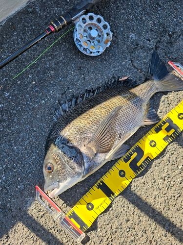 クロダイの釣果