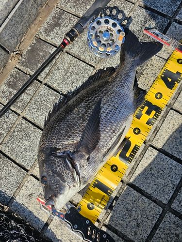 クロダイの釣果