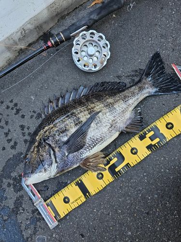 クロダイの釣果