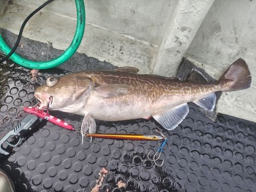 船越湾（岩手）