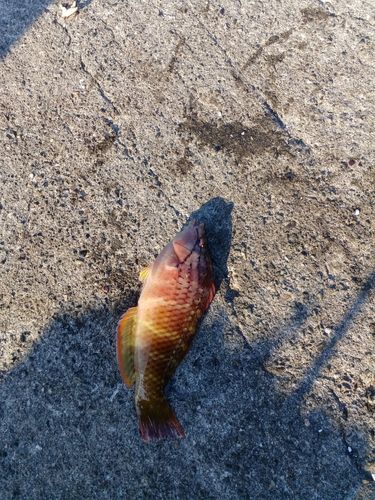 アカササノハベラの釣果