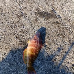 アカササノハベラ