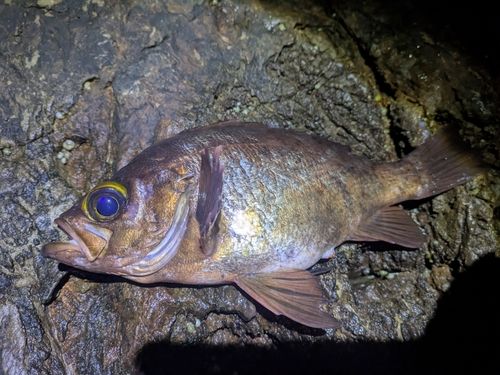 アカメバルの釣果