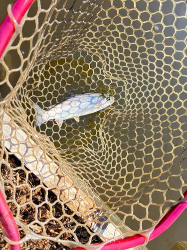 ニジマスの釣果