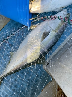 ブリの釣果