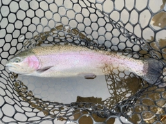 ニジマスの釣果