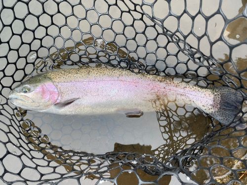 ニジマスの釣果