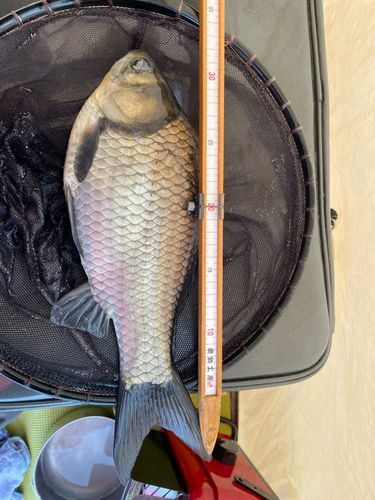 ヘラブナの釣果