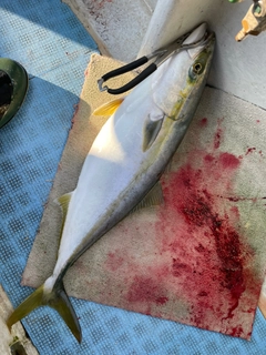 ワラサの釣果
