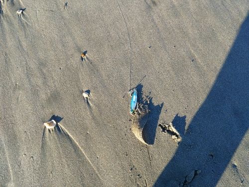 シタビラメの釣果