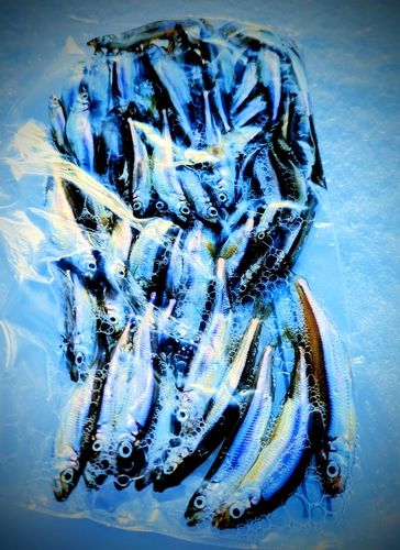 ワカサギの釣果