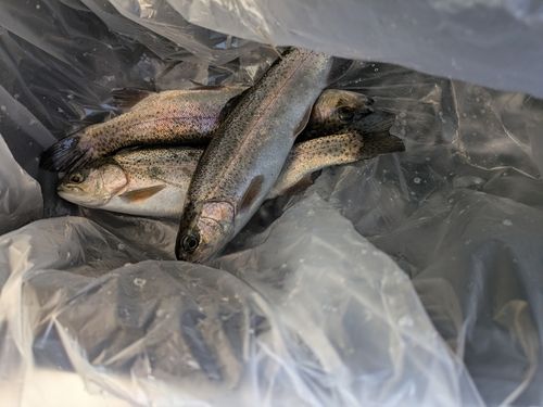 ニジマスの釣果