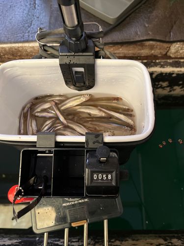 ワカサギの釣果