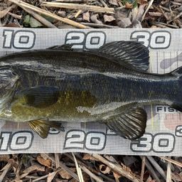 スモールマウスバス