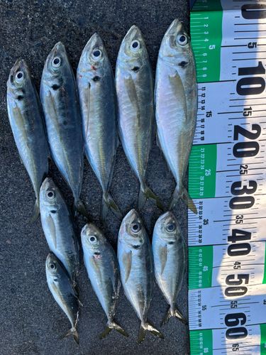 アジの釣果