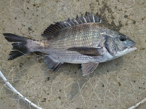クロダイの釣果