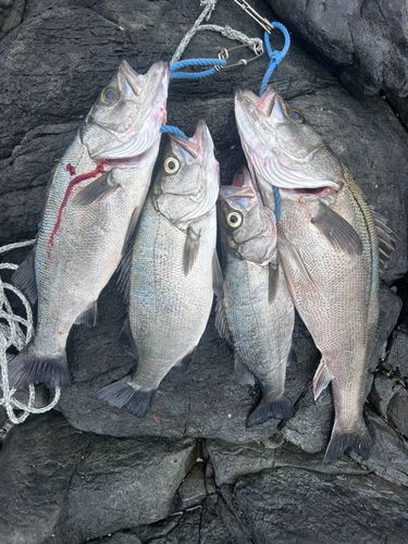 ヒラスズキの釣果