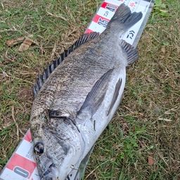 ミナミクロダイ