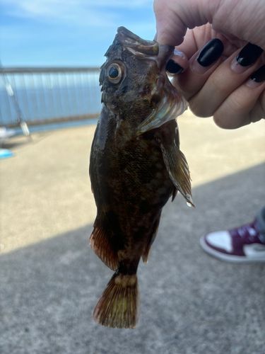 常滑りんくう釣り護岸
