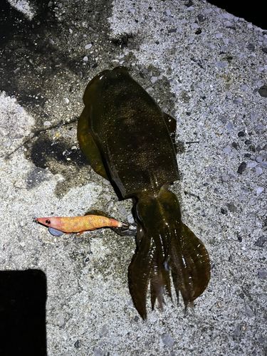 アオリイカの釣果