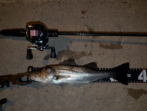 シーバスの釣果
