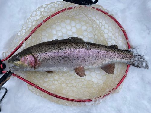 レインボートラウトの釣果