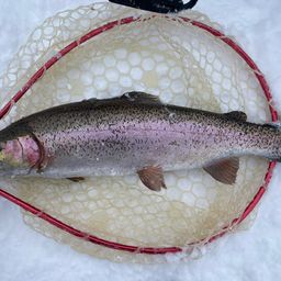 レインボートラウト