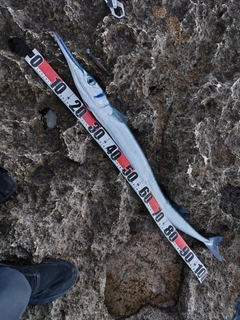 オキザヨリの釣果