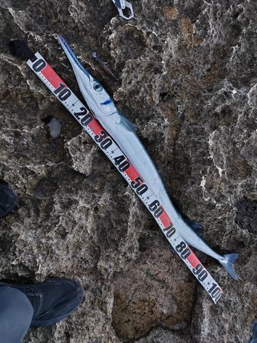 オキザヨリの釣果