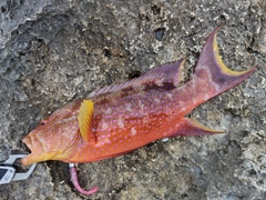 バラハタの釣果