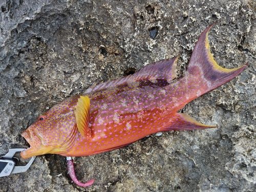 バラハタの釣果