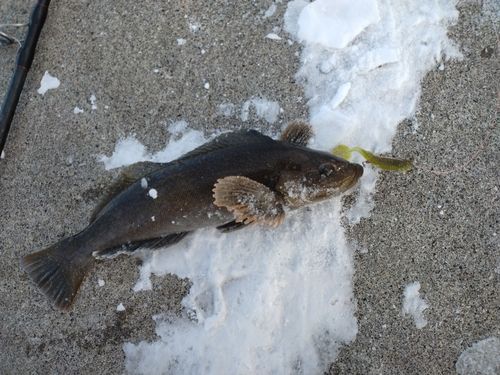 アイナメの釣果