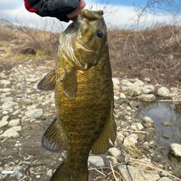 スモールマウスバス