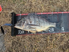 クロダイの釣果