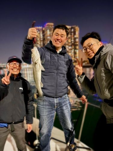 シーバスの釣果