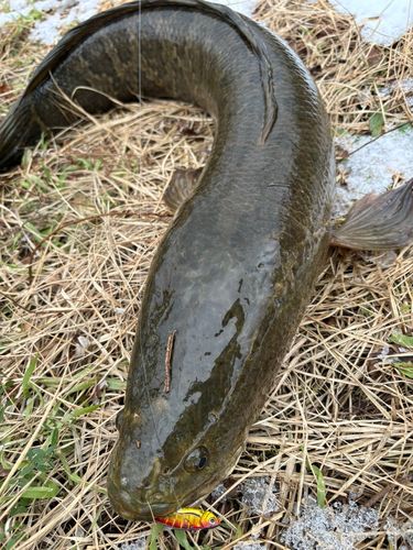 ライギョの釣果