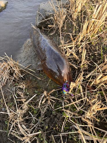 コイの釣果
