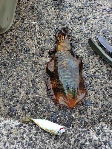 アオリイカの釣果