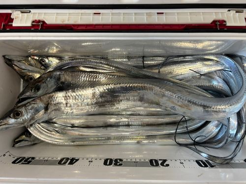 タチウオの釣果