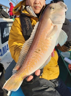 シロアマダイの釣果