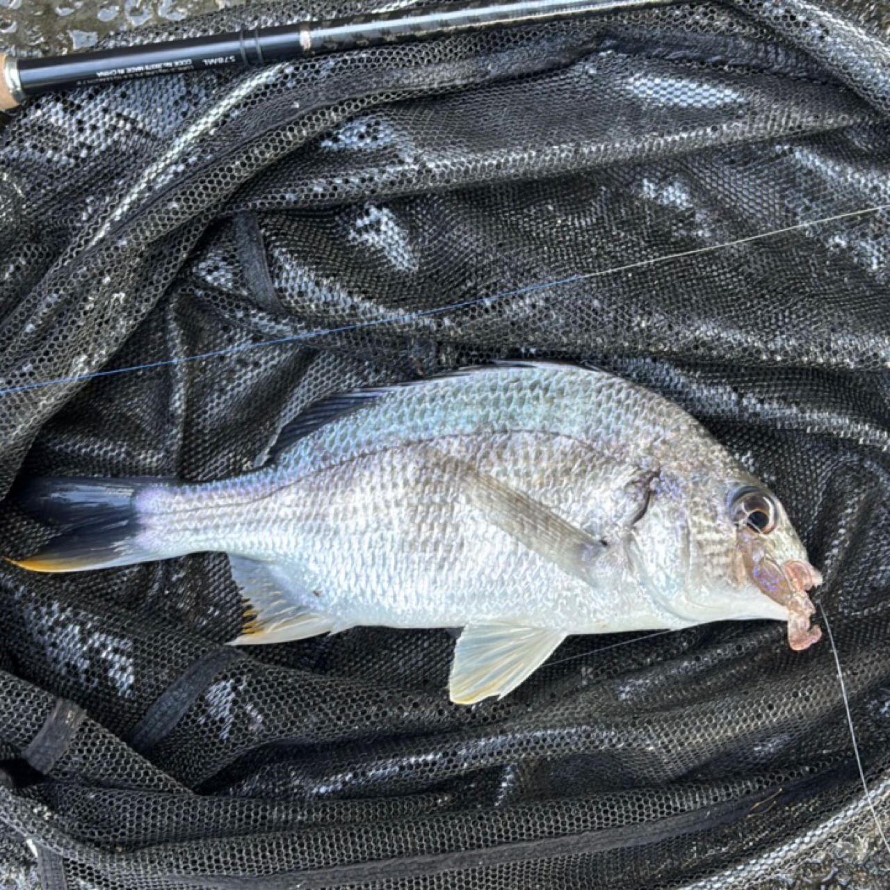 SHIMANO 19ブレニアス S78MLの最安値・インプレ・釣果 | 本音の口コミ