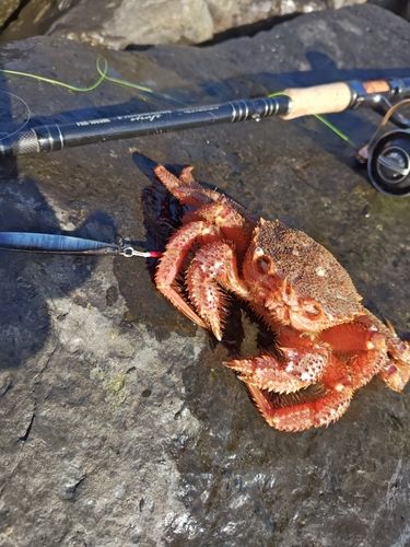 カニの釣果