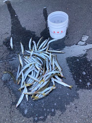 アカカマスの釣果