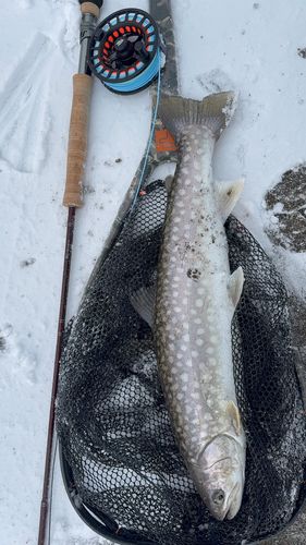 アメマスの釣果
