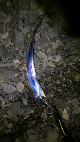 タチウオの釣果