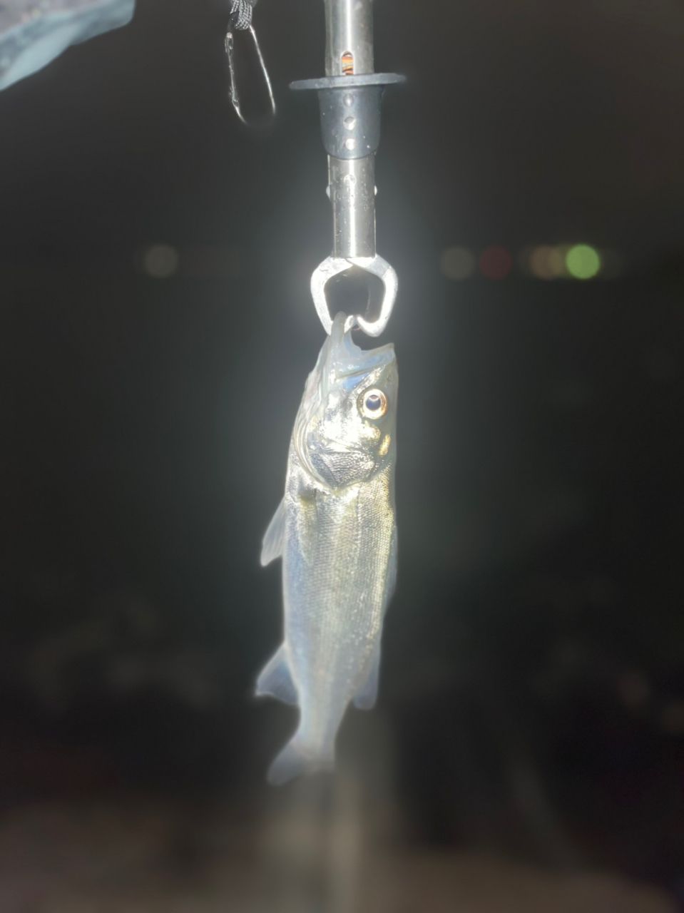 セイゴ（ヒラスズキ）