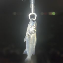 セイゴ（ヒラスズキ）