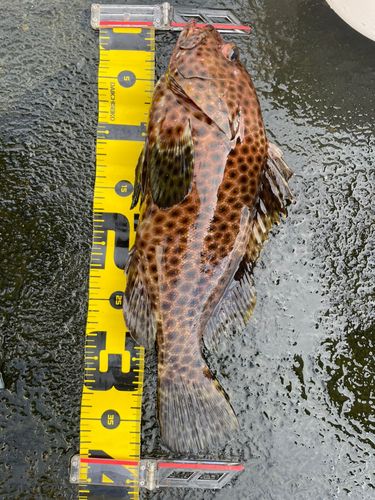 シロブチハタの釣果