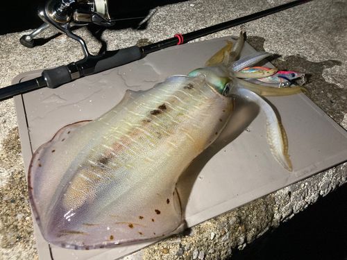 アオリイカの釣果